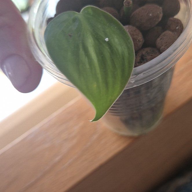 Photo of the plant species Green Philodendron by @PositiveCacto37 named McKinley on Greg, the plant care app