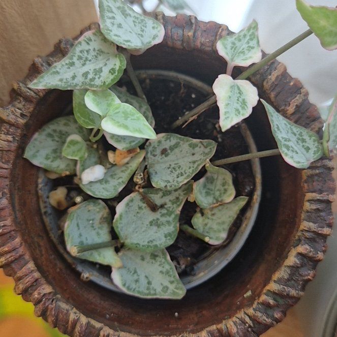 Photo of the plant species String Of Spades by @PositiveCacto37 named Sir Plancelot on Greg, the plant care app
