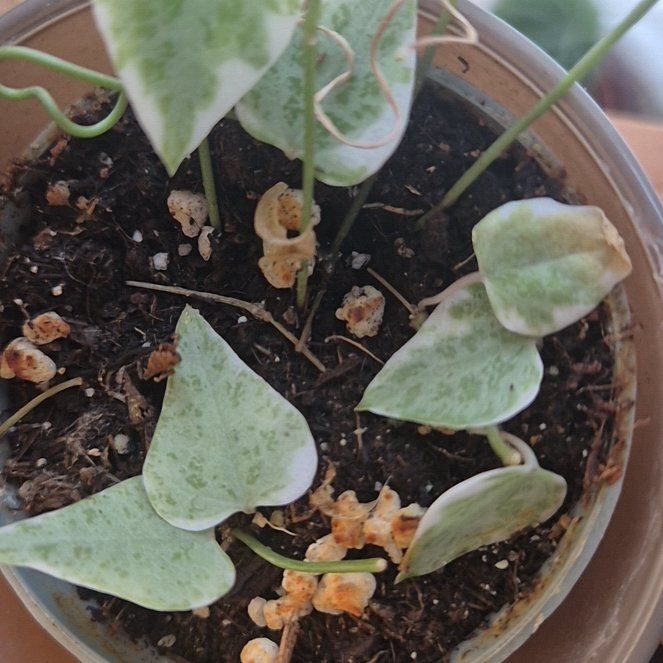 Photo of the plant species String Of Spades by @PositiveCacto37 named Kobe on Greg, the plant care app