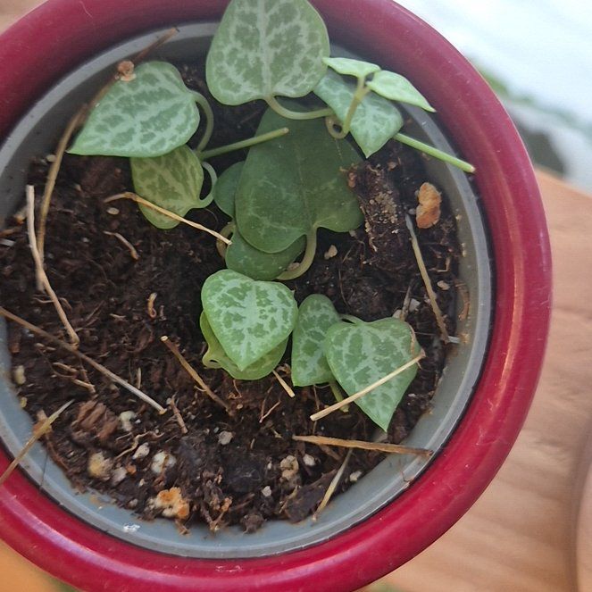 Photo of the plant species String Of Spades by @PositiveCacto37 named Luna on Greg, the plant care app