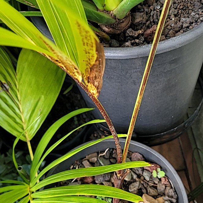 Photo of the plant species Coconut by @GoldCobwebaloe named Willow on Greg, the plant care app