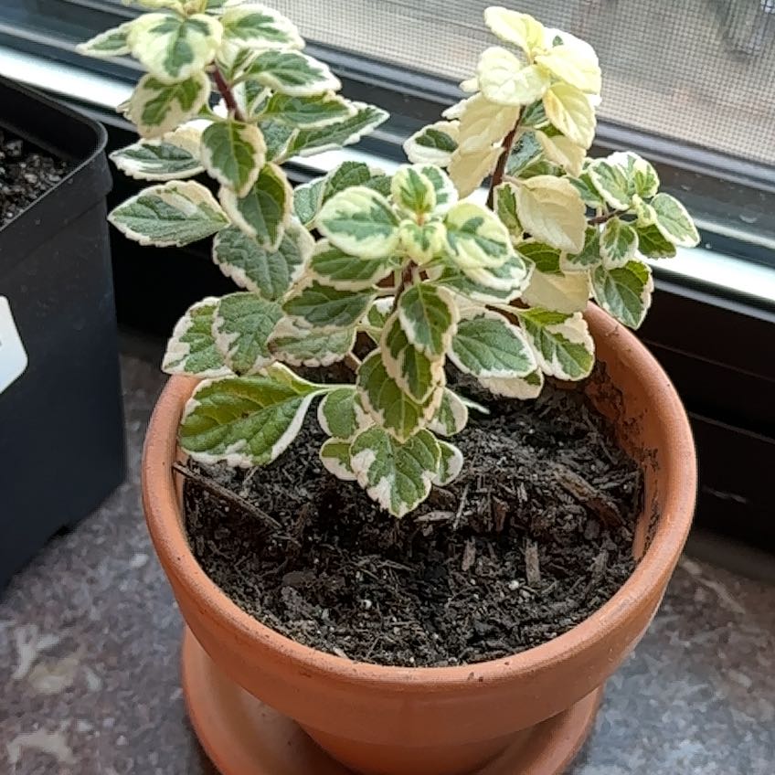 Photo of the plant species Hemizygia candy kisses by @IconSilvertree named Oscar on Greg, the plant care app