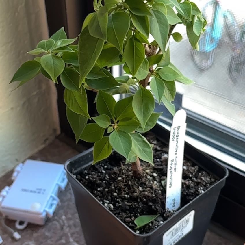 Photo of the plant species Bougainvillea Kini by @IconSilvertree named Jen on Greg, the plant care app