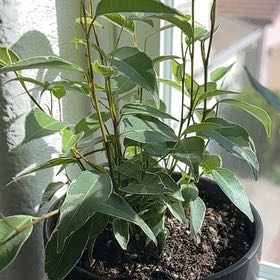 Photo of the plant species Variegated Weeping Fig by @FineNaillichen named Harper on Greg, the plant care app