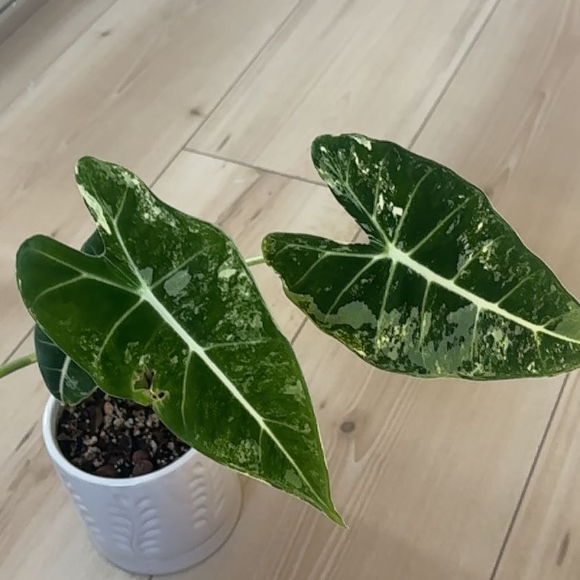 Photo of the plant species Variegated Alocasia frydek by @FineNaillichen named Cleopatra on Greg, the plant care app