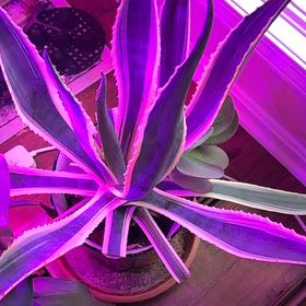 Photo of the plant species Varigated Agave by @WarmBenguetpine named McKinley on Greg, the plant care app
