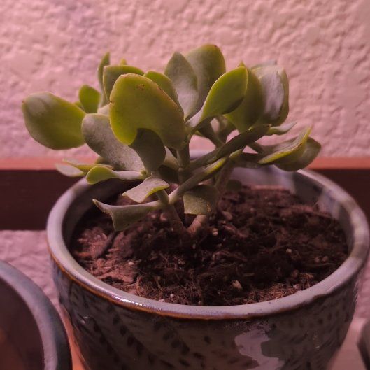 Photo of the plant species curly jade by @KindRubbercup named Sir Plancelot on Greg, the plant care app