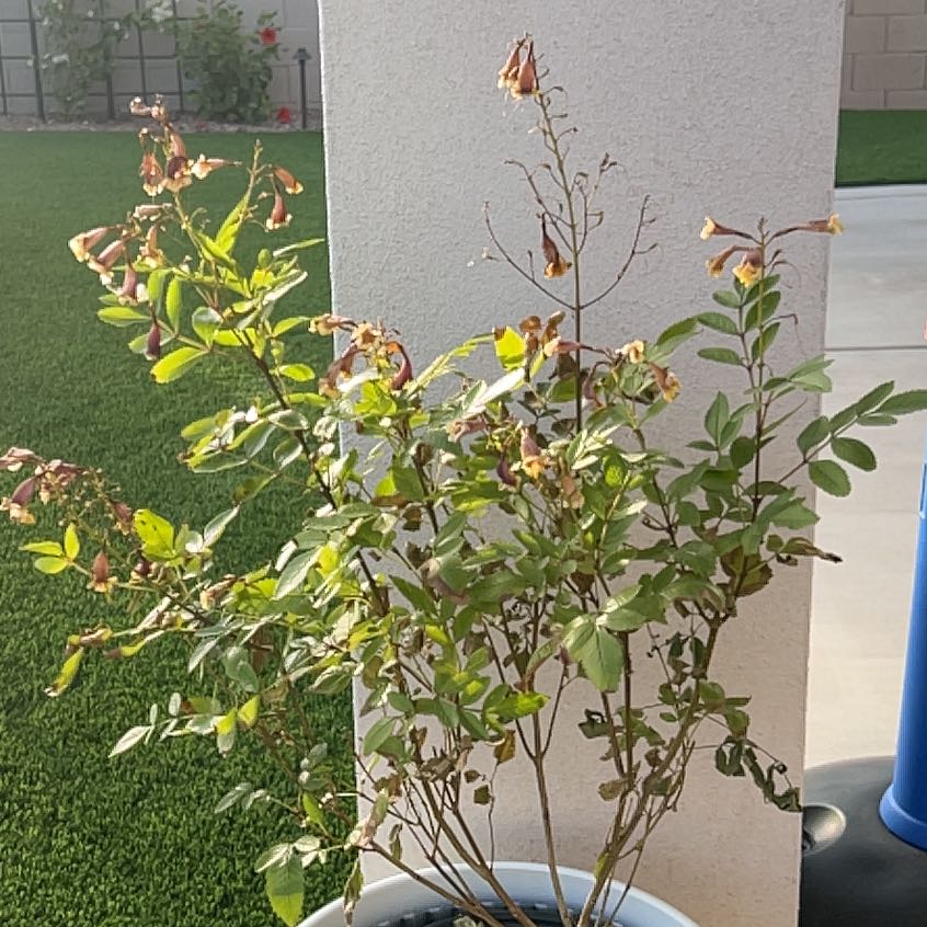 Photo of the plant species Tecoma 'Sparky' by @ChipperMelittis named Sage on Greg, the plant care app