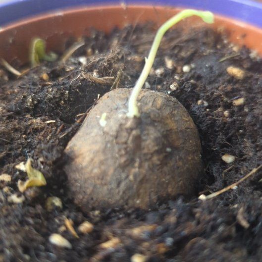 Keep Your Rattan Alive: Light, Water & Care Instructions