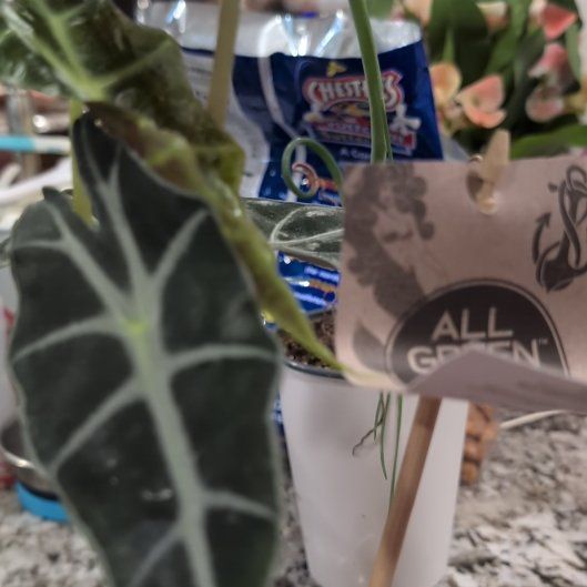 Photo of the plant species Dwarf Amazonica by @ZealHope66 named Ducky on Greg, the plant care app