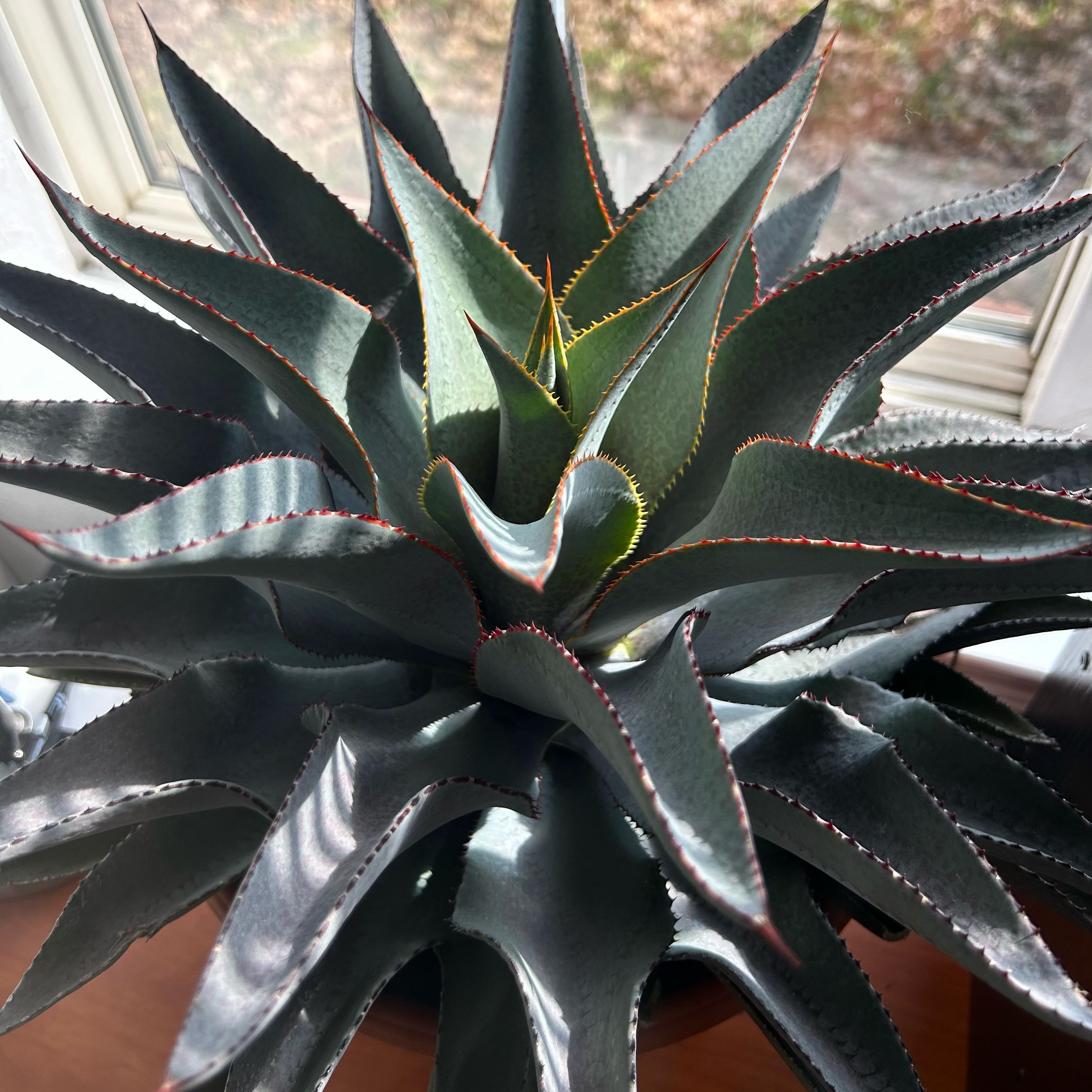 Photo of the plant species Mangave Purple People Eater by @ComposedMaypop named Kardashian on Greg, the plant care app