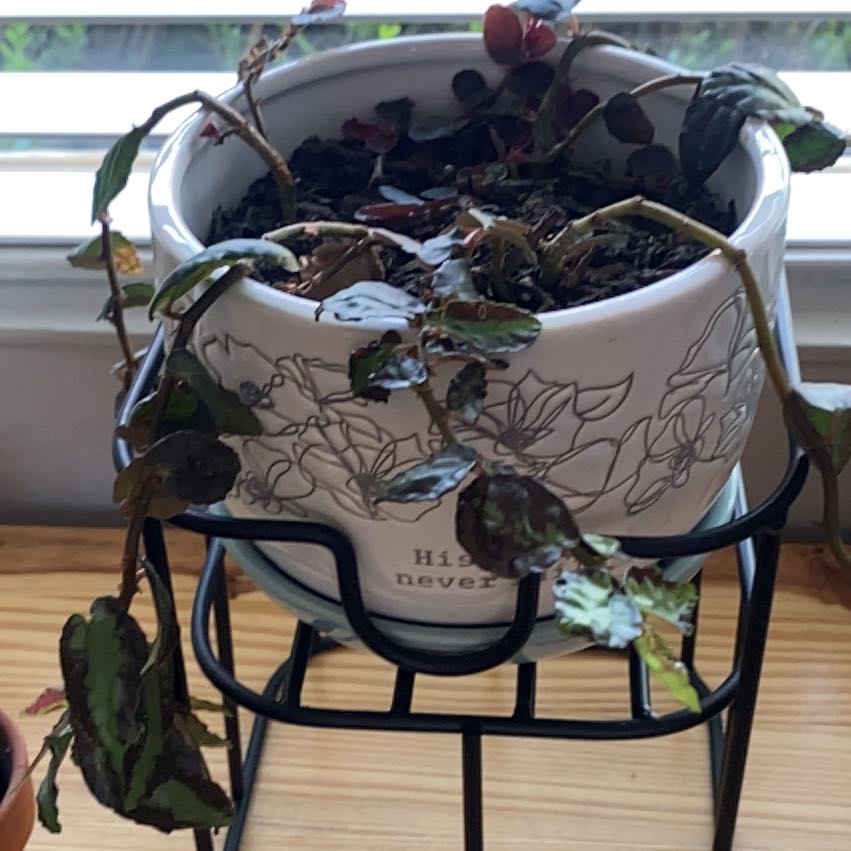 Photo of the plant species Ornamental yam by @EndearingBroom named Kesha on Greg, the plant care app