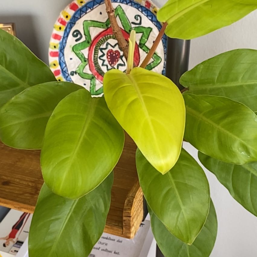 Photo of the plant species Philodendron 'Malay Gold' by @EndearingBroom named Marilyn on Greg, the plant care app