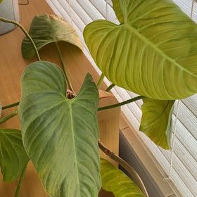 Photo of the plant species Philodendron nangaritense by @EndearingBroom named Zion on Greg, the plant care app