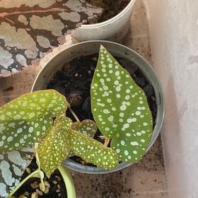Photo of the plant species Begonia Bamboo by @EndearingBroom named Messi on Greg, the plant care app