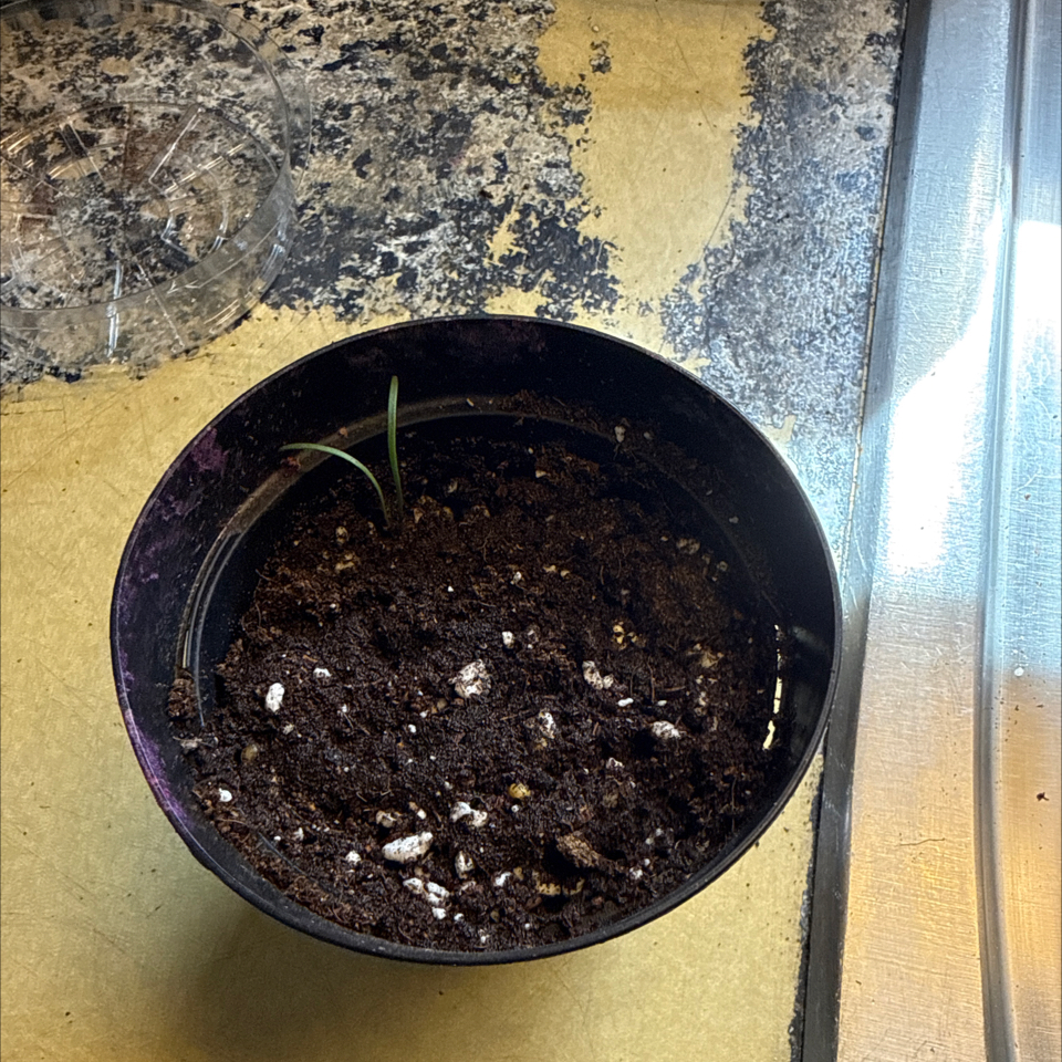 Photo of the plant species Black Nightshade by @WiseHoyarosita named Gregarious on Greg, the plant care app