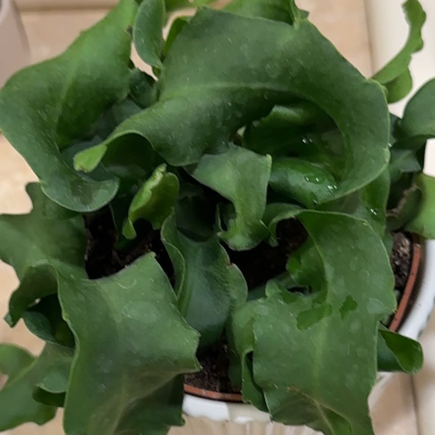 Plant care for Deco Cactus on Greg, the plant care app