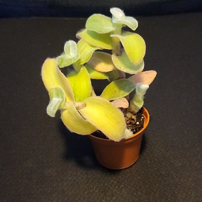 Photo of the plant species Tradescantia 'Velvet Hill' by @PopularSeaoxeye named Hairy Beast on Greg, the plant care app