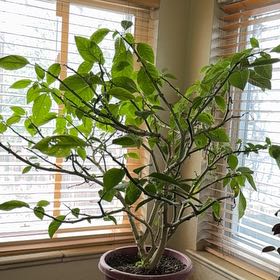 Photo of the plant species Angel's Trumpet by @TidyBittersweet named Nemo on Greg, the plant care app