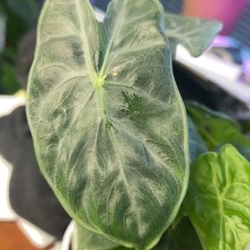 Photo of the plant species Elephant Ear 'Ivory Coast' by @PoshBasil25 named Robert Plant on Greg, the plant care app