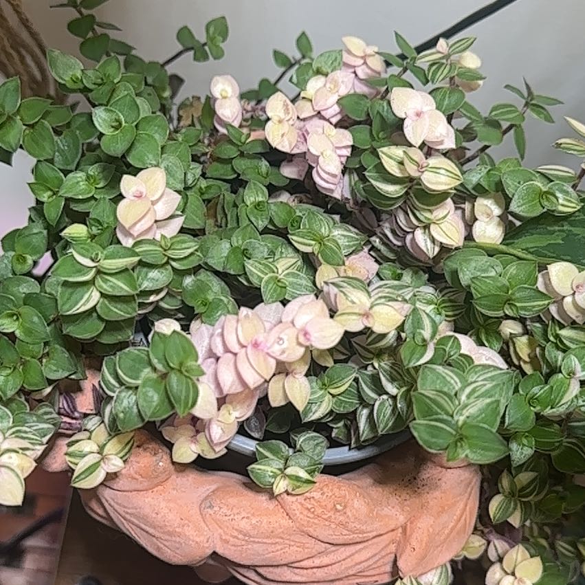 Photo of the plant species Pink Lady by @PoshBasil25 named Elina on Greg, the plant care app
