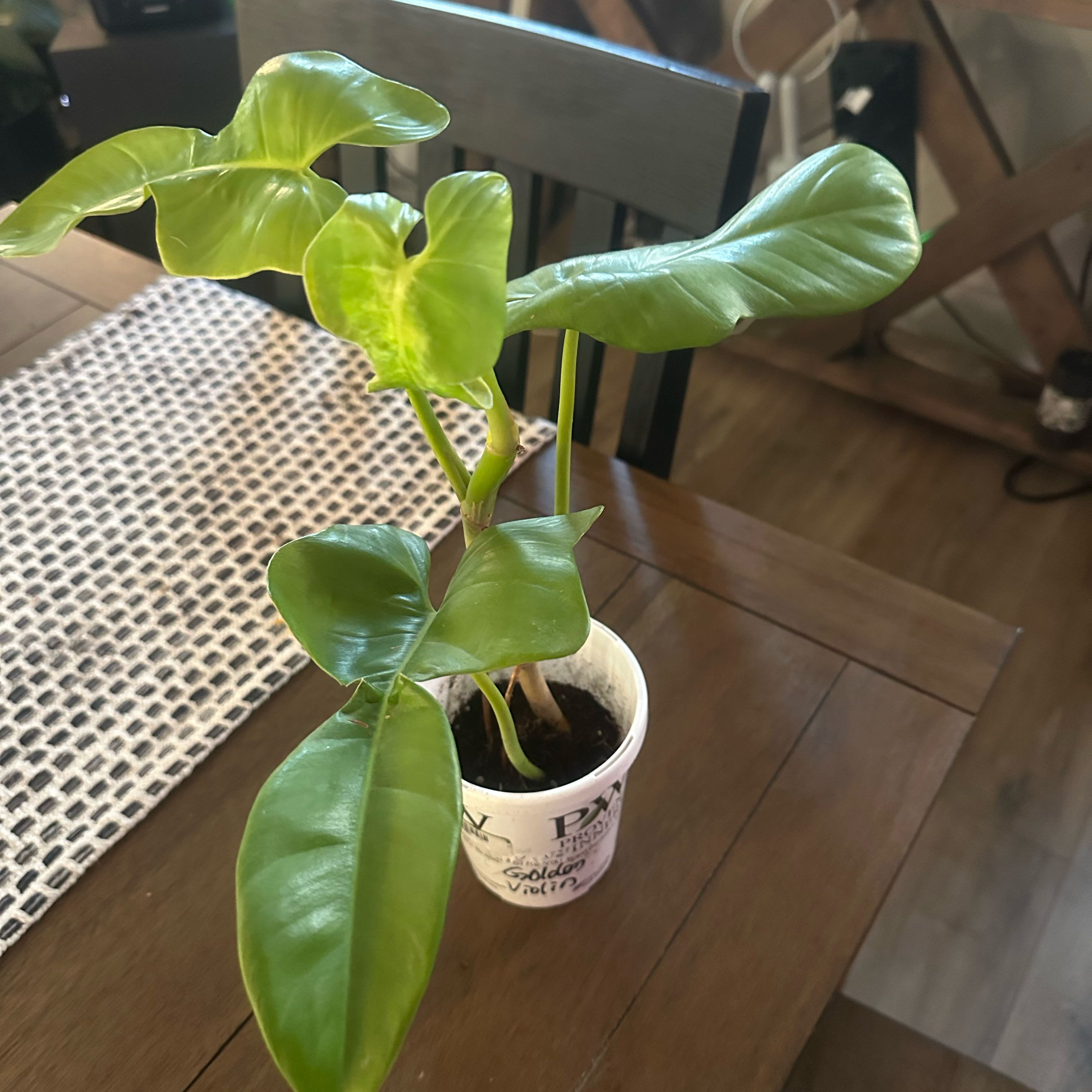 Photo of the plant species Philodendron 'Golden Violin' by @PoshBasil25 named Figyonce on Greg, the plant care app