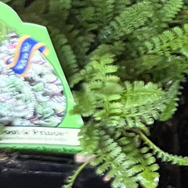 Photo of the plant species Brass Buttons by @Plantmatter named Oscar on Greg, the plant care app