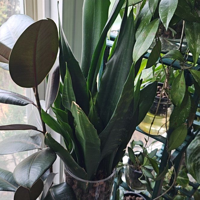 Photo of the plant species Snake Plant 'Black Coral' by @Chysnotshy named Oscar on Greg, the plant care app