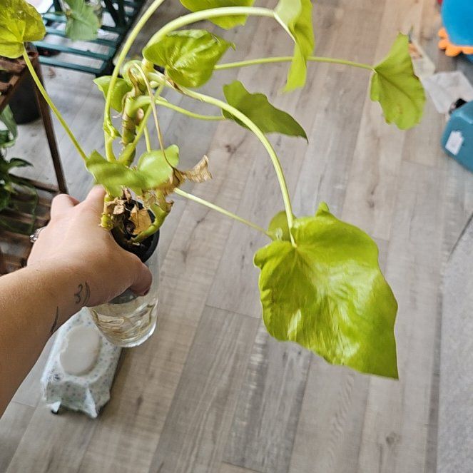 Photo of the plant species Philodendron 'Aurea Flavum' by @Chysnotshy named Eva on Greg, the plant care app