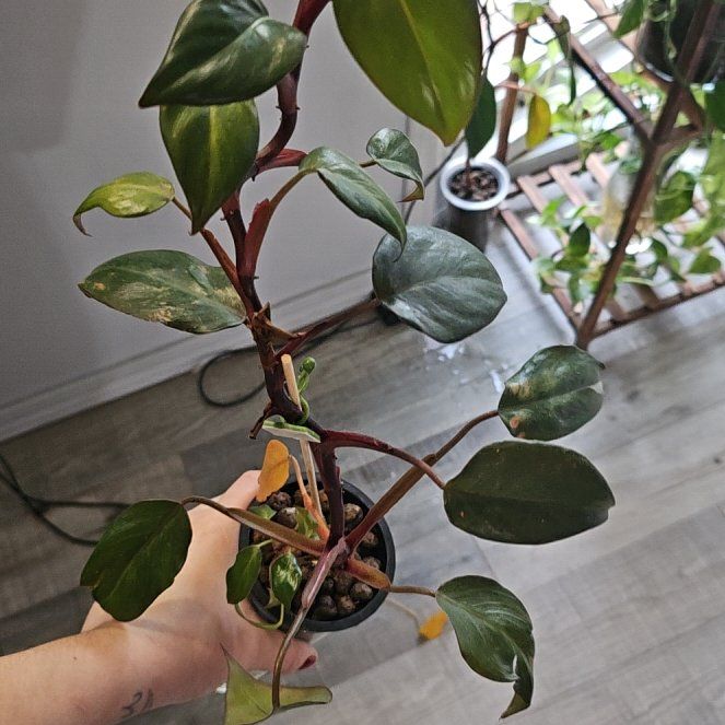 Photo of the plant species Philodendron Burgundy Princess by @Chysnotshy named Leaf Erickson on Greg, the plant care app