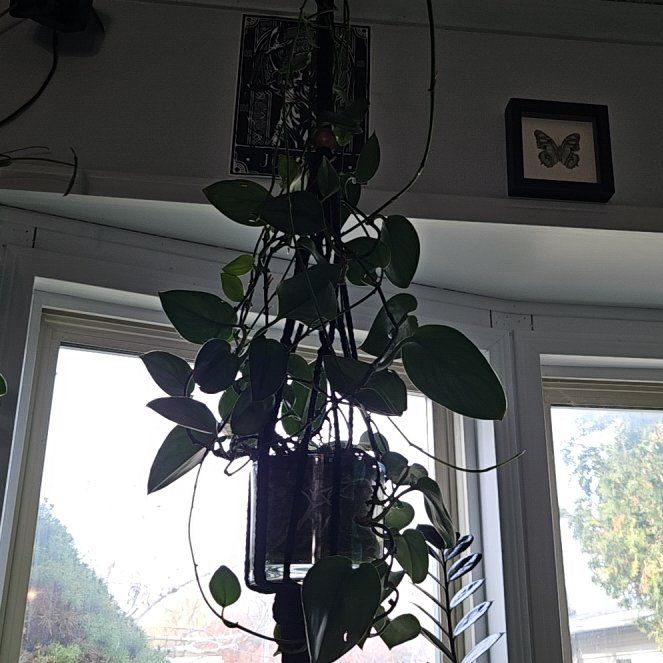 Photo of the plant species Scindapsus treubii 'Sumatra' by @Chysnotshy named Zeus on Greg, the plant care app