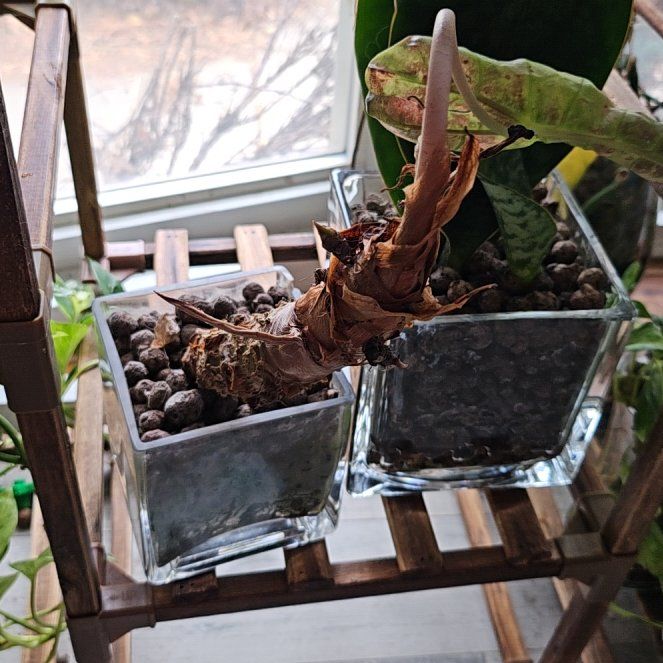 Photo of the plant species Pink Dragon by @Chysnotshy named Gates on Greg, the plant care app