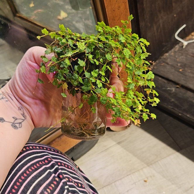 String of Frogs Care 101: Water, Light & Growing Tips