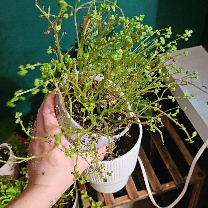 Plant care for pepperomia bellybuttons on Greg, the plant care app