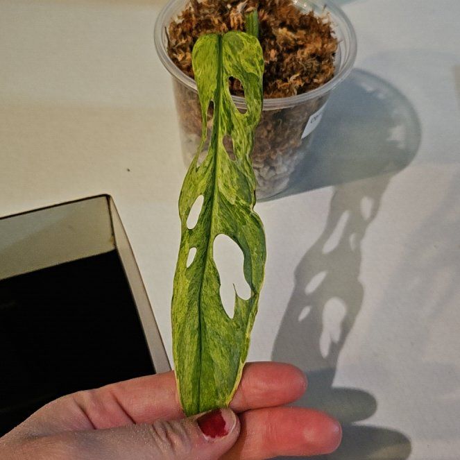 Photo of the plant species Variegated Monstera Obliqua by @Chysnotshy named Plato on Greg, the plant care app