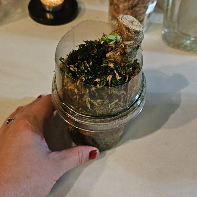 Photo of the plant species Anthurium Xenomorph by @Chysnotshy named James Dean on Greg, the plant care app