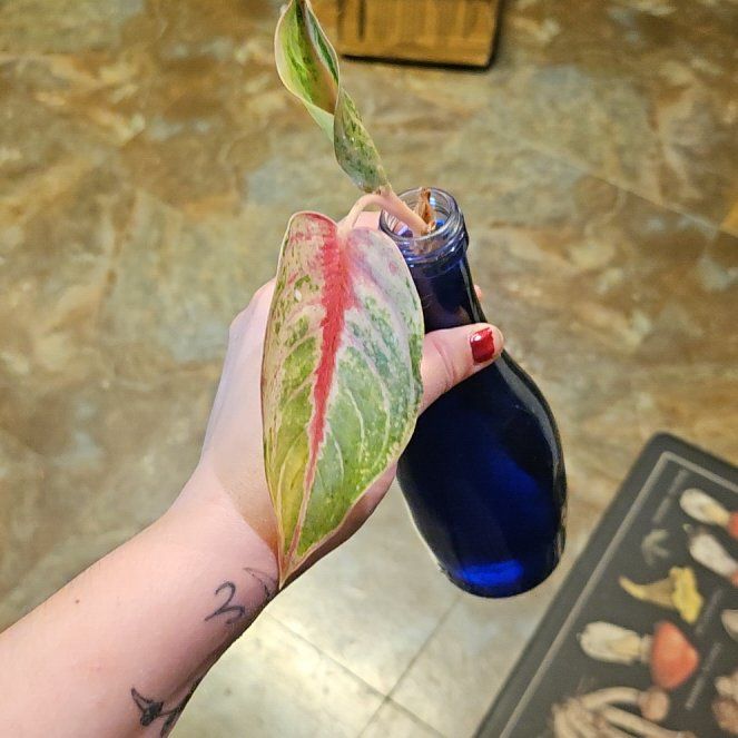 Photo of the plant species Golden Papaya Chinese Evergreen by @Chysnotshy named Beckham on Greg, the plant care app