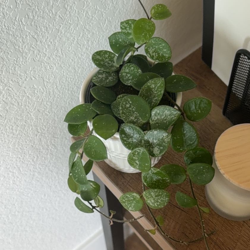 Photo of the plant species Hoya Hybrid by @UnusualBacopa named Keanu Leaves on Greg, the plant care app