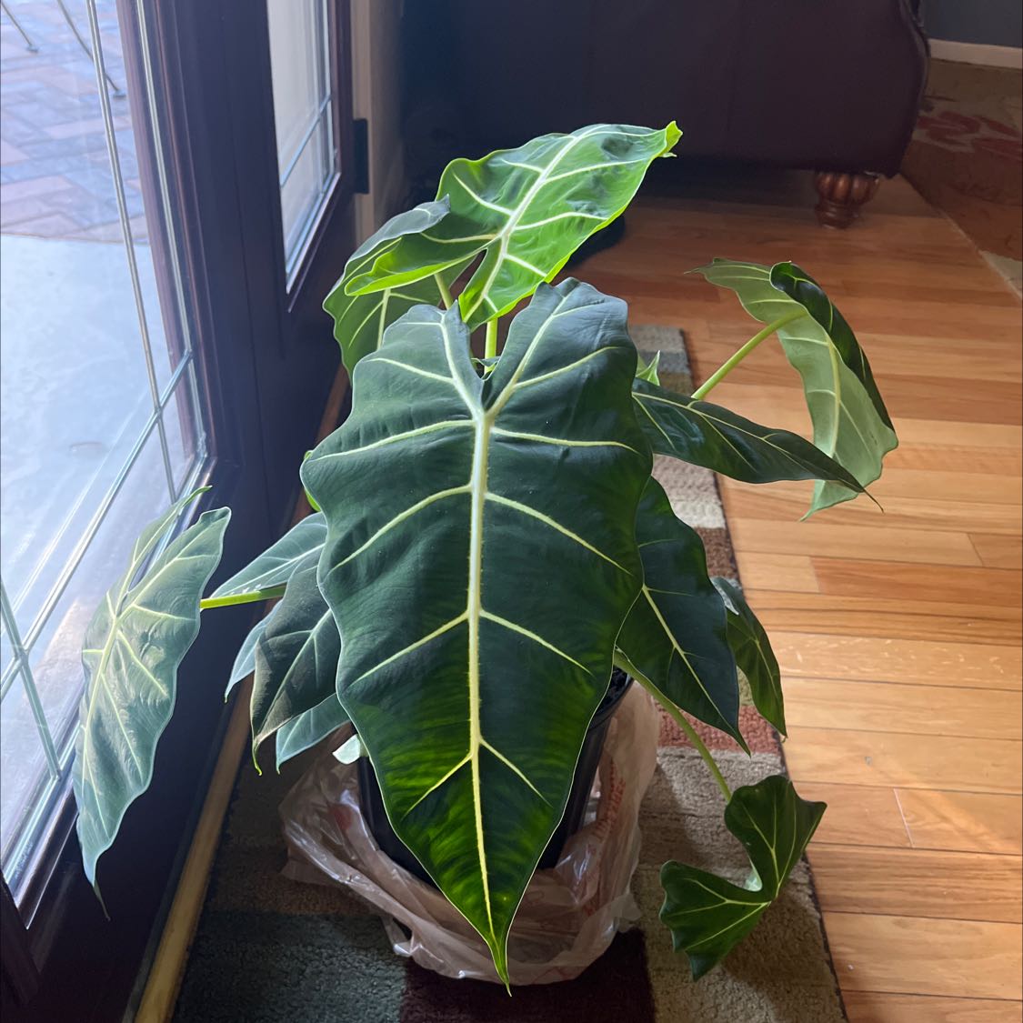 Green Velvet Alocasia plant with large, dark green leaves and white veins near a window.