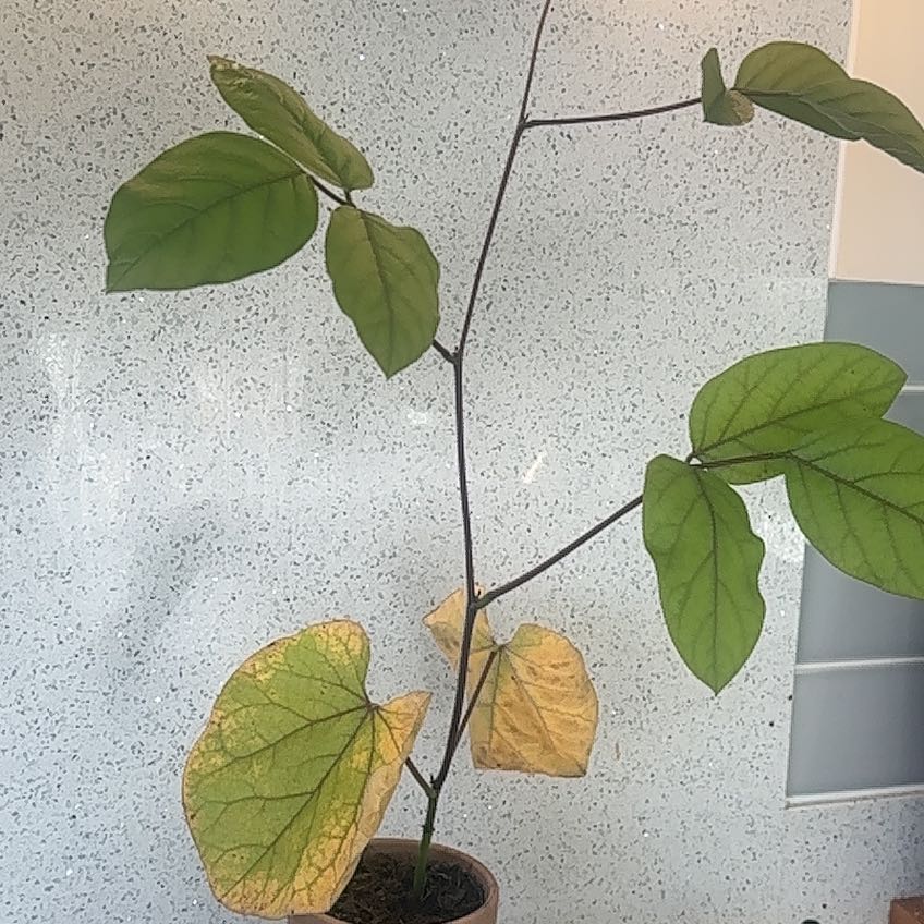 Photo of the plant species Jack Bean by @HeadTreeechium named Jack on Greg, the plant care app