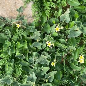 Photo of the plant species Exploding Cucumber by @WinBetel29 named Eva on Greg, the plant care app