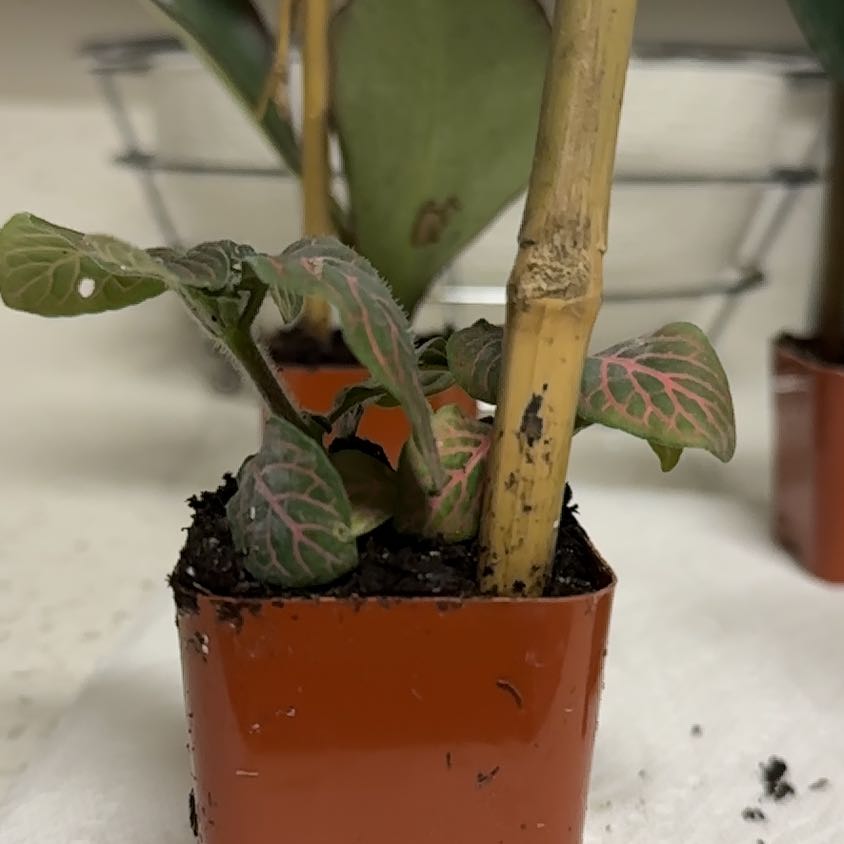 Photo of the plant species Torch Ginger by @CleanLavender named Kardashian on Greg, the plant care app