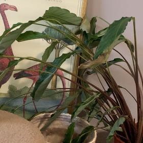 Spike Leaves