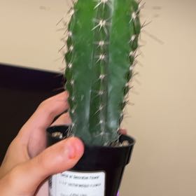 Photo of the plant species Blue Torch Cactus by @ReveredKanono named Porcupine on Greg, the plant care app