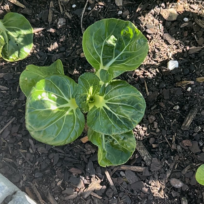 Photo of the plant species Bok Choy by @ClassyStarsedge named Gobi on Greg, the plant care app