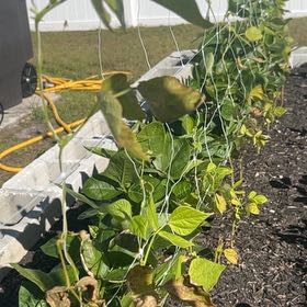 Photo of the plant species Roma Pole Beans by @ClassyStarsedge named Madonna on Greg, the plant care app