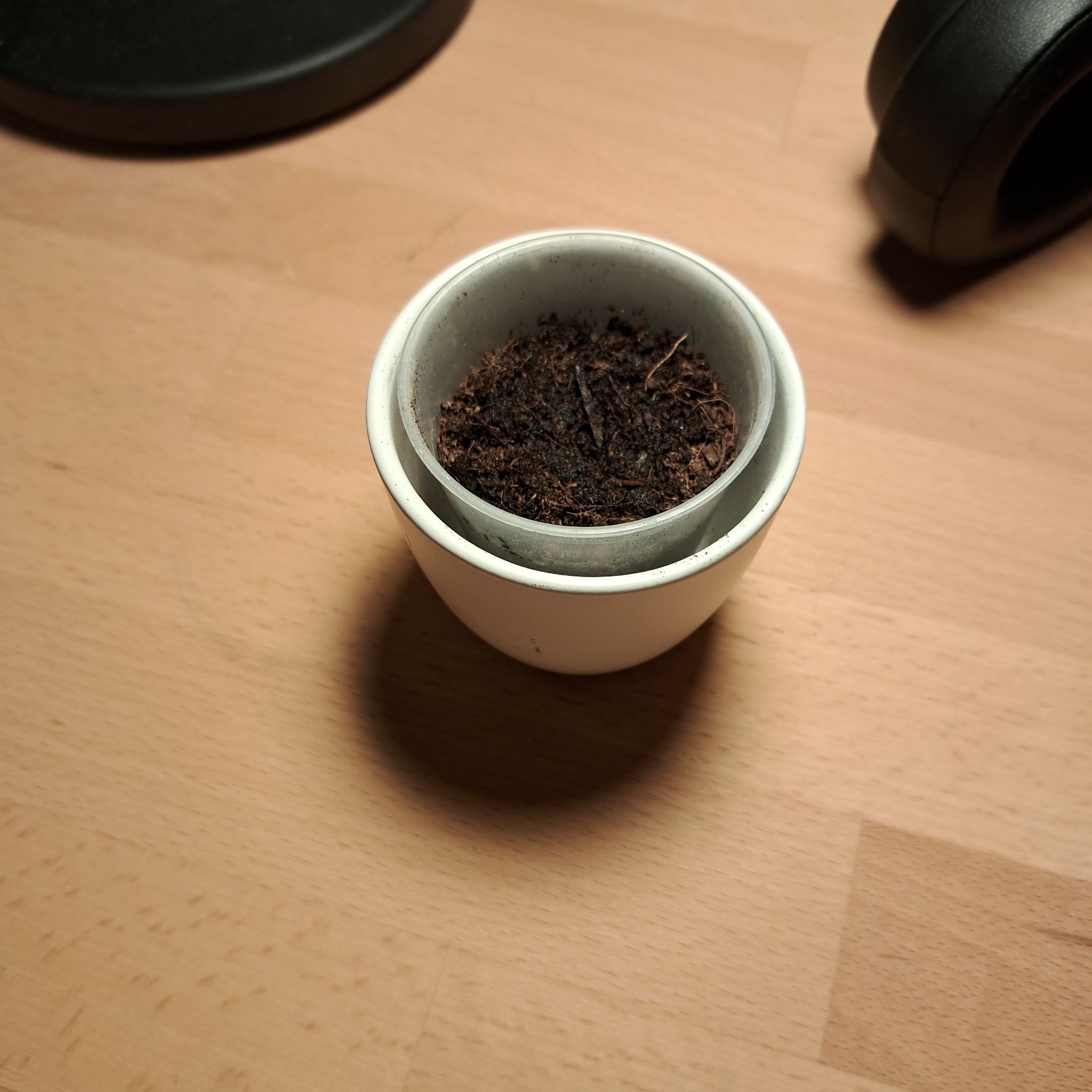 5 Kiwi seedlings