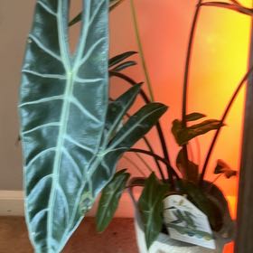 Photo of the plant species Alocasia longiloba 'Mythic' by @ModestPlain8 named Figyonce on Greg, the plant care app
