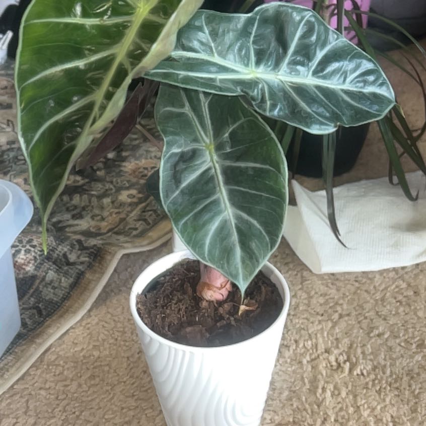 Photo of the plant species Alocasia longiloba 'Mythic' by @ModestPlain8 named Diana on Greg, the plant care app