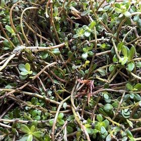 Photo of the plant species SeaGlass Pink Portulaca by @AvidRedlog79 named Hemingway on Greg, the plant care app